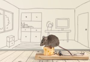Mulot aperçu près de la plinthe d’une cuisine.