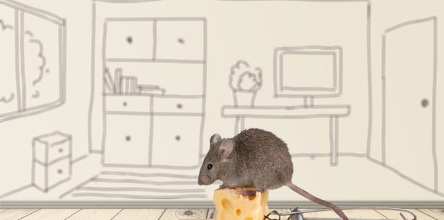 Mulot aperçu près de la plinthe d’une cuisine.